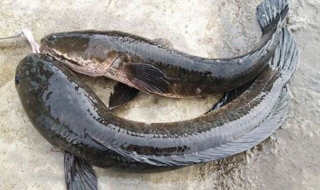 Mộng thấy cá đen nên đánh con gì?