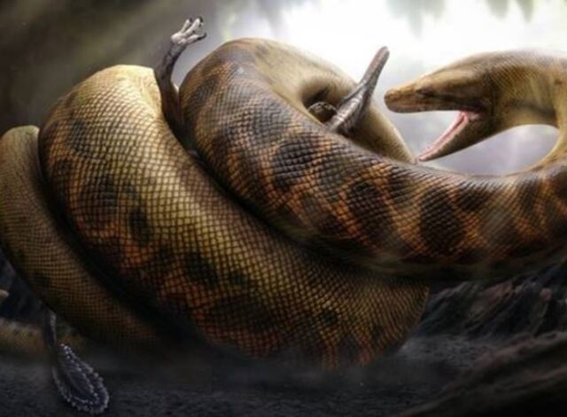 Mộng thấy rắn to khổng lồ thường mang nhiều ý nghĩa khác nhau