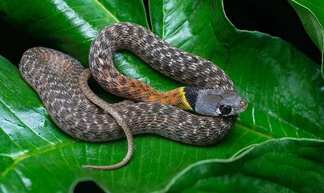 Mơ thấy rắn lành hay dữ?