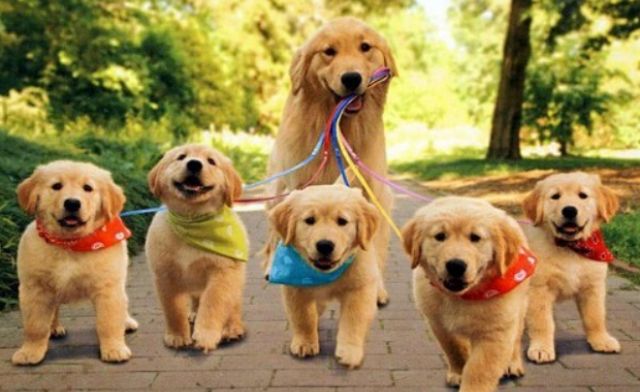 Giải mã chi tiết ý nghĩa giấc nằm mơ thấy chó vào nhà điềm gì