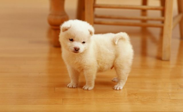 Mỗi giấc mơ chó vào nhà đều mang thông điệp và sắc thái riêng