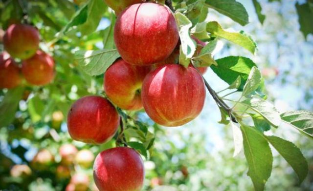 Nên đánh con số may mắn nào khi mộng thấy quả táo đỏ