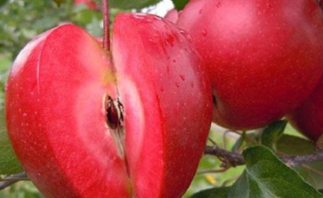 Ý nghĩa và thông điệp giấc mơ thấy táo đỏ điềm gì?