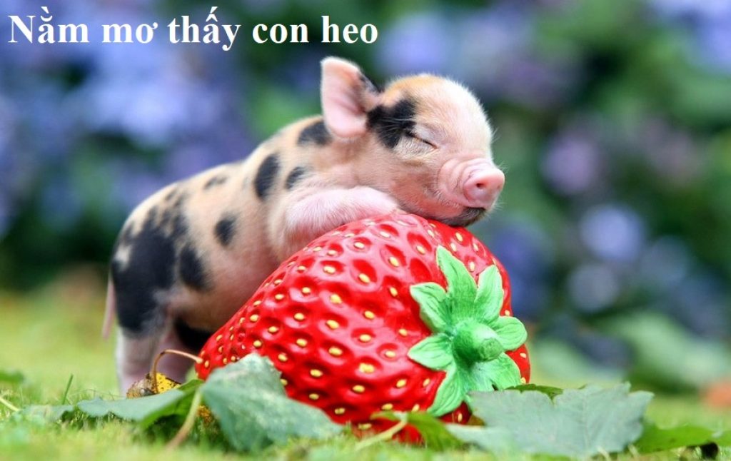 Kinh nghiệm có tỷ lệ trúng cao khi mơ thấy heo
