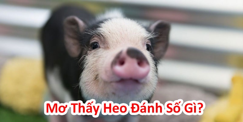 Mơ thấy heo đánh con gì để gặp vận may?