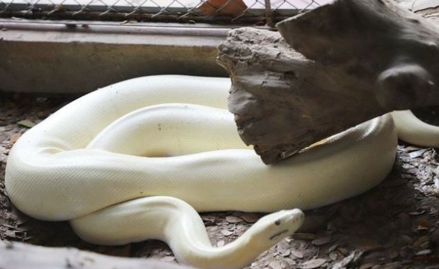 Nằm mơ gặp trăn bạch bò vào nhà là điềm báo tốt về tài lộc