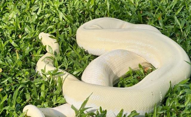 Trăn bạch theo ý nghĩa tâm linh được coi là hiện thân của thần linh