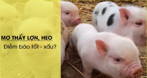 Tùy vào góc nhìn tâm lý hoặc tâm linh mà có lý do mơ thấy heo khác nhau