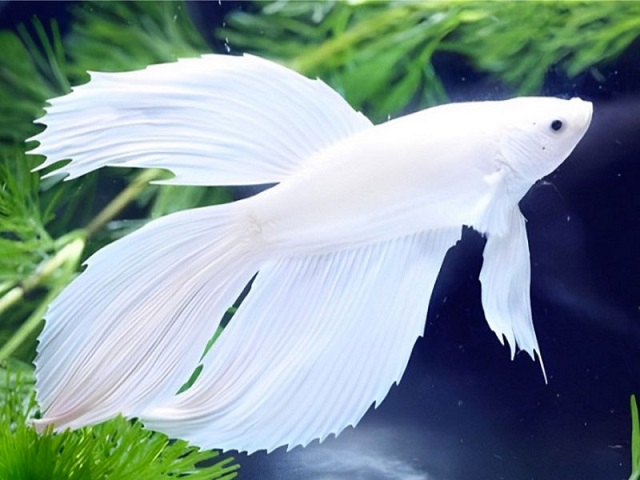 Giải mã giấc mơ thấy cá trắng
