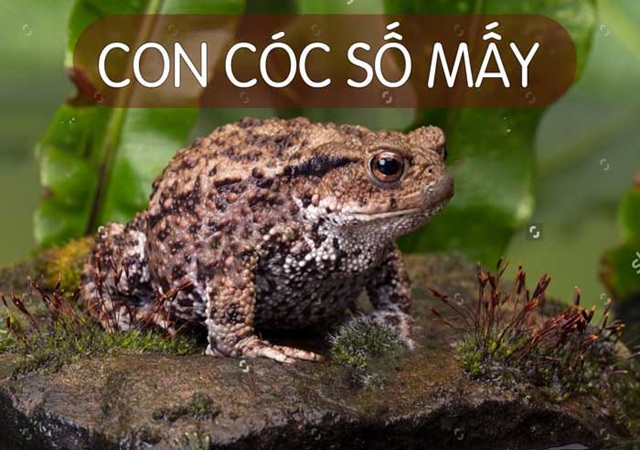 Giải đáp: Con cóc số mấy