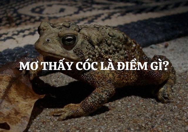 Mơ thấy cóc là điềm gì