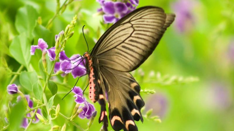 Khám phá ý nghĩa giấc mơ thấy con bướm