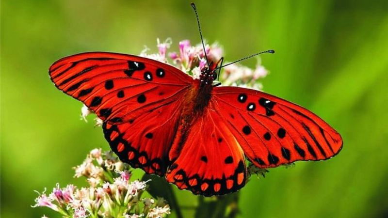 Mơ thấy con bướm đỏ tốt hay xấu?