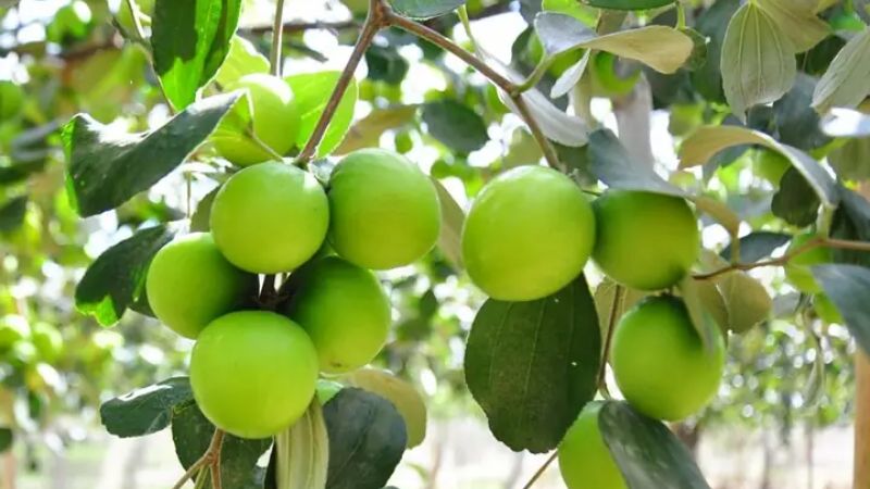 Mơ thấy quả táo ta điềm gì?