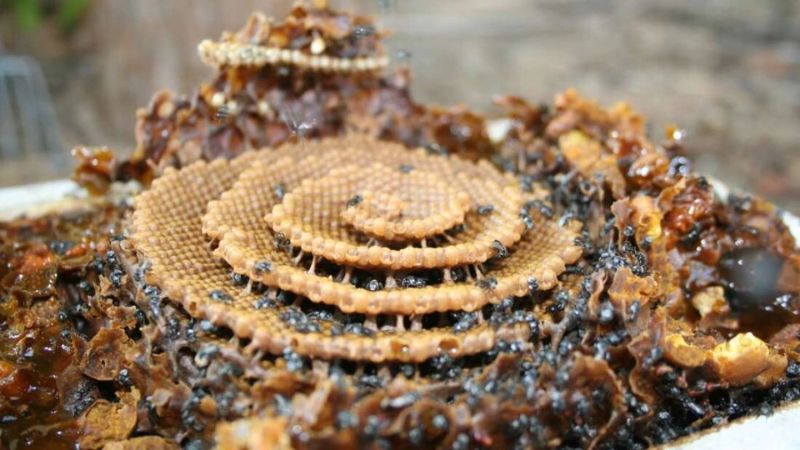 Ngủ mơ thấy lật tổ ong đánh liền còn 03, 30